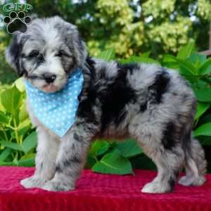 Murphy, Sheepadoodle Puppy