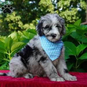 Murphy, Sheepadoodle Puppy