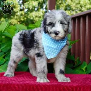 Murphy, Sheepadoodle Puppy