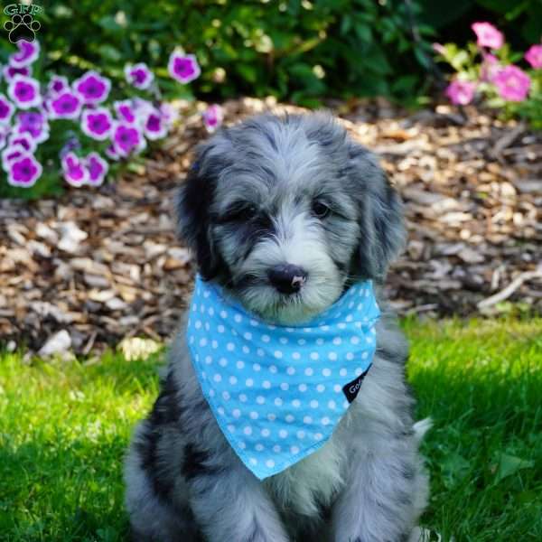 Murphy, Sheepadoodle Puppy