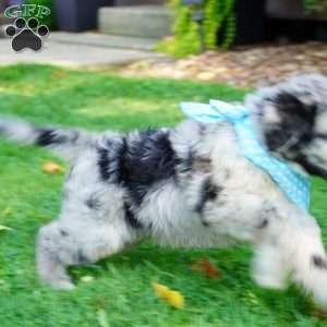Murphy, Sheepadoodle Puppy