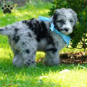 Murphy, Sheepadoodle Puppy