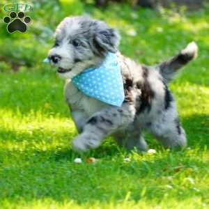 Murphy, Sheepadoodle Puppy