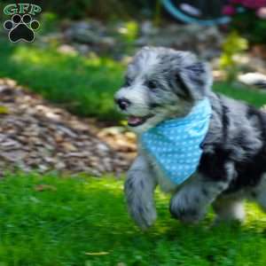 Murphy, Sheepadoodle Puppy