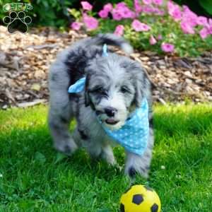 Murphy, Sheepadoodle Puppy