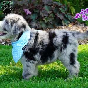 Murphy, Sheepadoodle Puppy