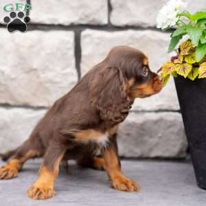 Parker, Cavalier King Charles Spaniel Puppy