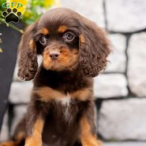 Parker, Cavalier King Charles Spaniel Puppy
