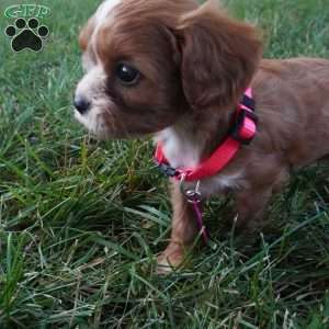 Tiny Tim, Cavapoo Puppy