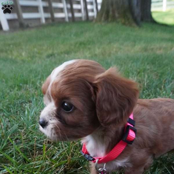 Tiny Tim, Cavapoo Puppy
