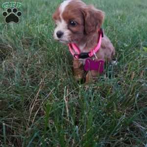 Tiny Tim, Cavapoo Puppy