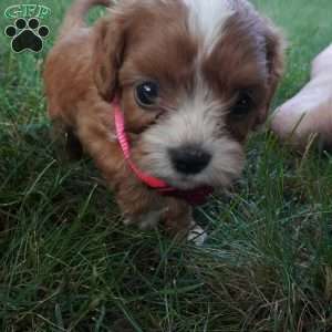 Tiny Tim, Cavapoo Puppy