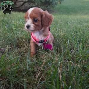 Tiny Tim, Cavapoo Puppy