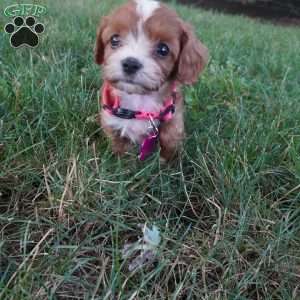 Tiny Tim, Cavapoo Puppy