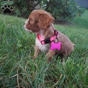 Tiny Tim, Cavapoo Puppy