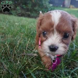 Tiny Tim, Cavapoo Puppy