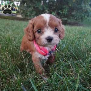 Tiny Tim, Cavapoo Puppy