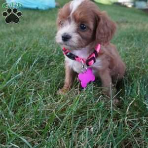 Tiny Tim, Cavapoo Puppy