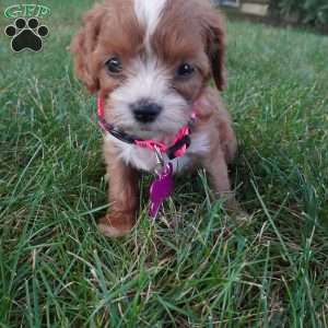 Tiny Tim, Cavapoo Puppy