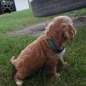 Taffy, Cavapoo Puppy
