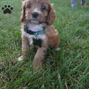 Taffy, Cavapoo Puppy