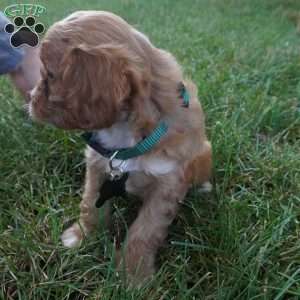 Taffy, Cavapoo Puppy