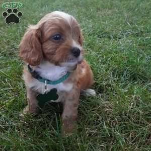 Taffy, Cavapoo Puppy