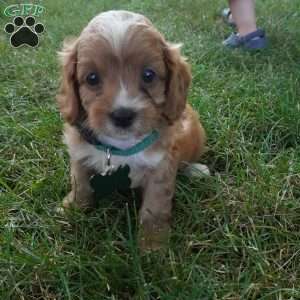 Taffy, Cavapoo Puppy