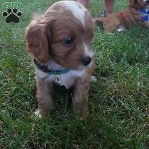 Taffy, Cavapoo Puppy