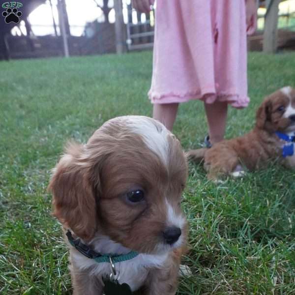 Taffy, Cavapoo Puppy
