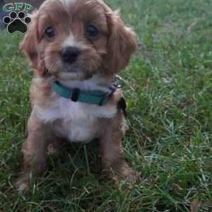 Taffy, Cavapoo Puppy