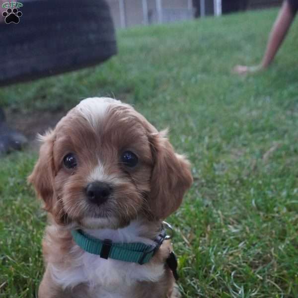 Taffy, Cavapoo Puppy