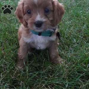 Taffy, Cavapoo Puppy