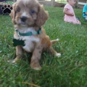 Taffy, Cavapoo Puppy