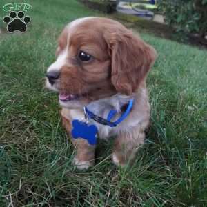 Toodles, Cavapoo Puppy