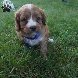 Toodles, Cavapoo Puppy