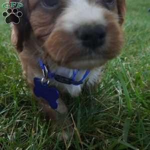 Toodles, Cavapoo Puppy