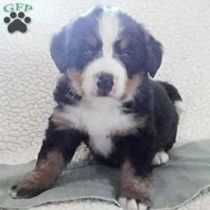 Bella, Bernese Mountain Dog Puppy