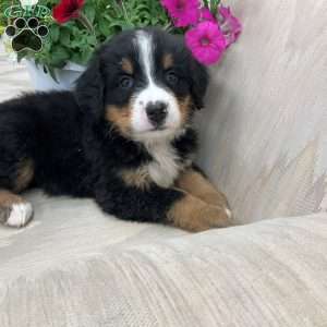Brittany, Bernese Mountain Dog Puppy