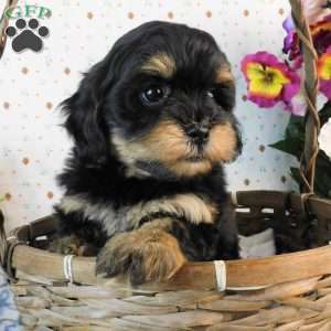 Crunch, Lhasa-Poo Puppy