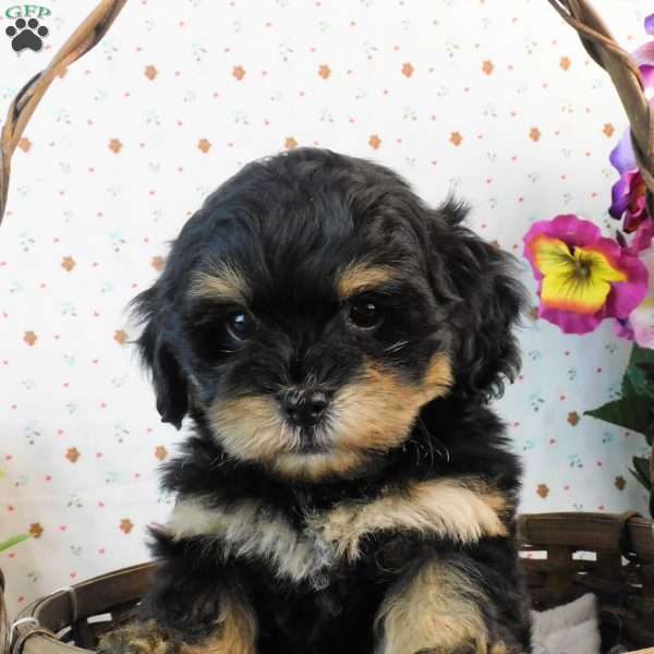 Crunch, Lhasa-Poo Puppy