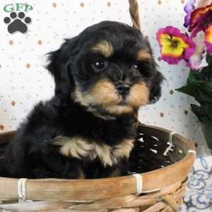 Crunch, Lhasa-Poo Puppy