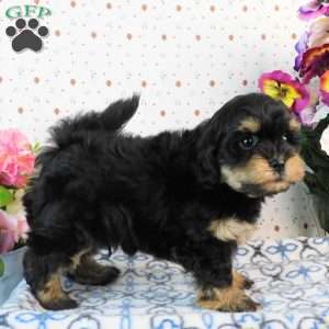 Crunch, Lhasa-Poo Puppy