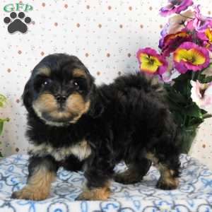 Crunch, Lhasa-Poo Puppy