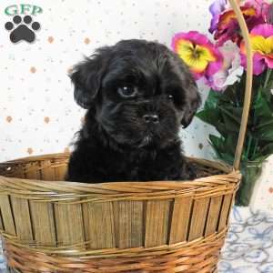 Chase, Lhasa-Poo Puppy