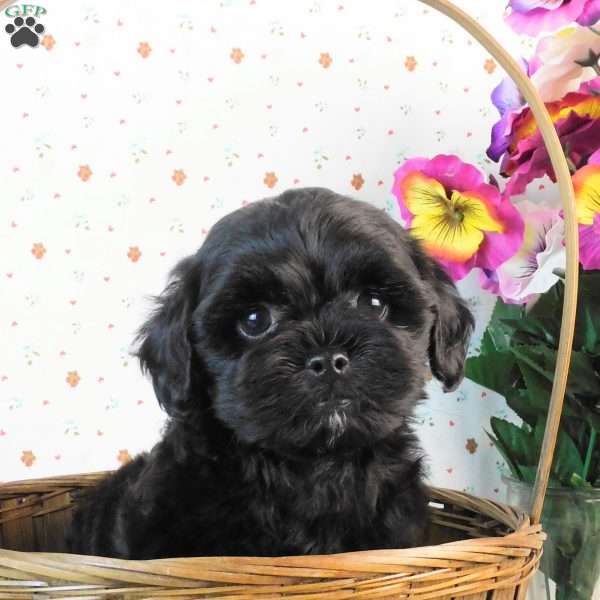 Chase, Lhasa-Poo Puppy