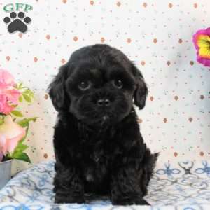 Chase, Lhasa-Poo Puppy