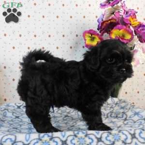 Chase, Lhasa-Poo Puppy