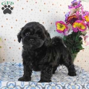 Chase, Lhasa-Poo Puppy