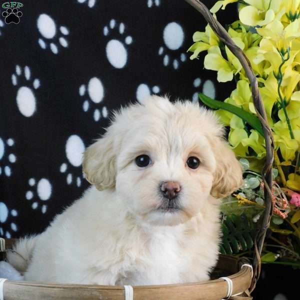 Cuddles, Lhasa-Poo Puppy